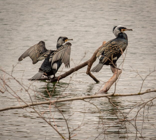 Foto pássaros sentados nos galhos do lago