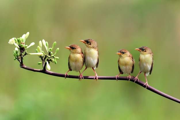Pássaros-sol de dorso verde-oliva alimentando a criança