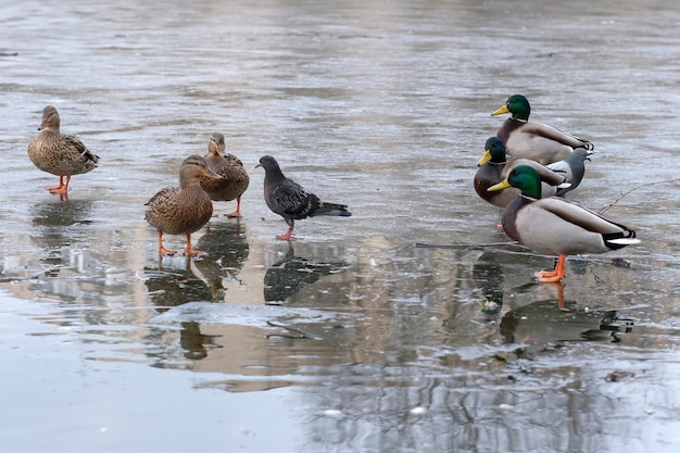 Pássaros urbanos selvagens em um pequeno lago gelado