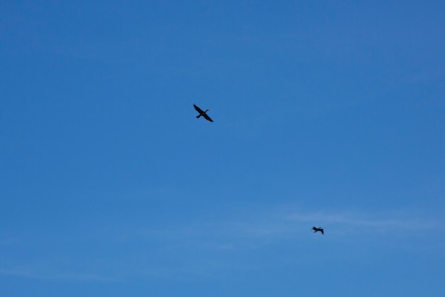 Pássaros voam no céu azul Céu azul brilhante com nuvens brancas e fofas em um dia ensolarado