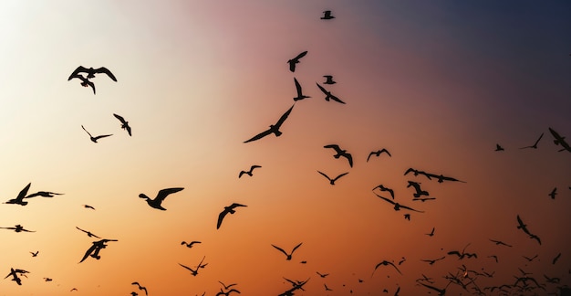 Pássaros voando ao redor do céu ao pôr do sol