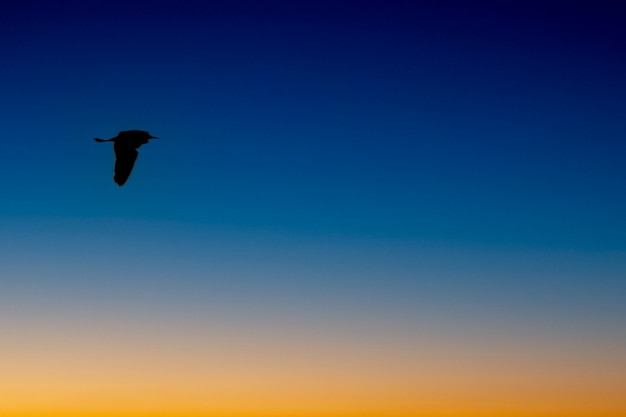 Pássaros voando no céu com um fundo bonito