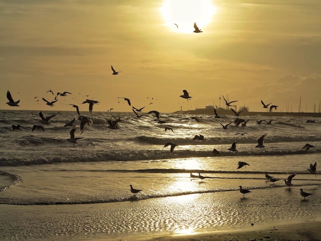 Foto pássaros voando sobre a praia contra o céu durante o pôr do sol