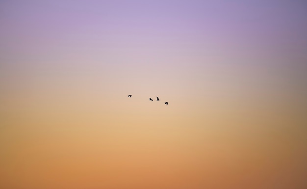 Pássaros voando sobre um céu laranja e roxo