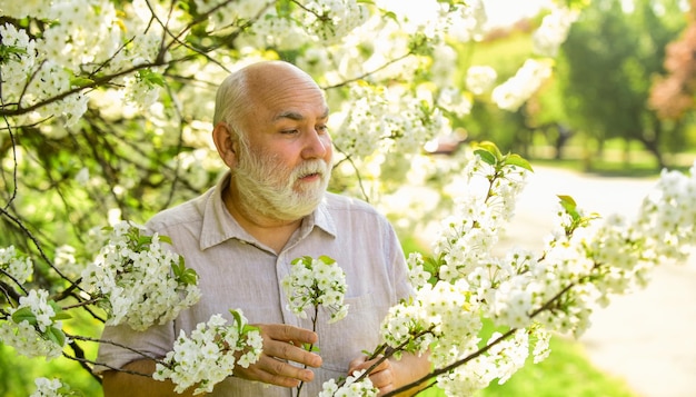 Passatempo de jardinagem Botânico examina árvore Curiosidade para botânica Explorar o mundo ao redor Pensionista no jardim dia ensolarado Velho desfruta de flores de cerejeira Avô barbudo no jardim Homem aprecia a natureza da primavera