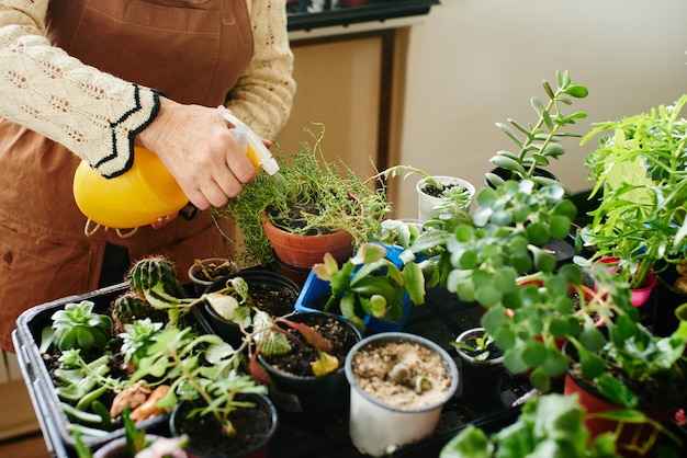 Passatempo feminino. Mulher cuida das plantas e flores da casa