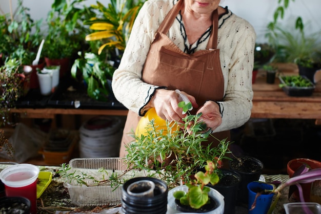 Passatempo feminino. Mulher cuida das plantas e flores da casa