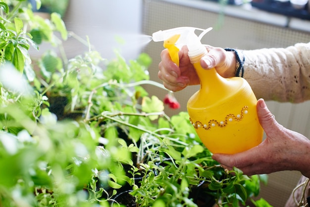 Passatempo feminino. Vovó esguicha e cuida das plantas e flores da casa