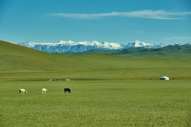 Passe por Ulaan davaa, capital da província de Uvs na Mongólia.