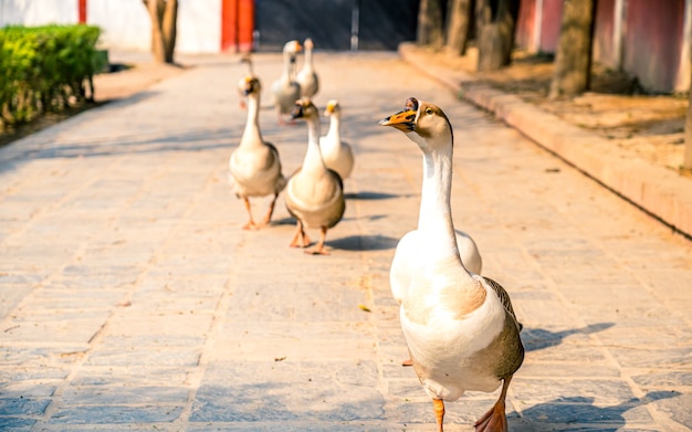 passeando com os patos no parque exterior do Zoo Kathmandu Nepal