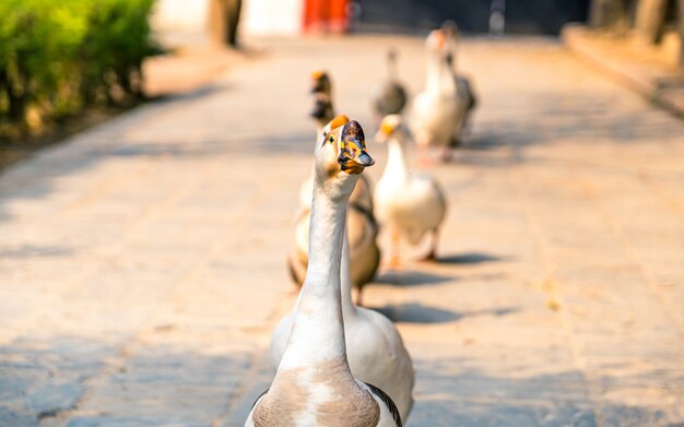 Passeando com os patos no parque exterior do zoo kathmandu nepal