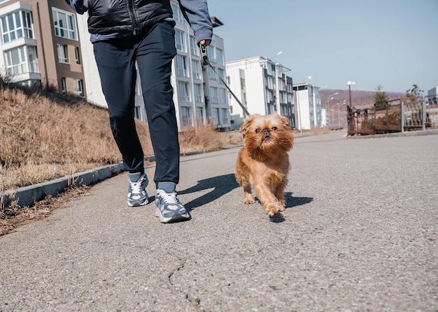 Foto passeando com um cachorro griffon de bruxelas na cidade cachorro e dono para passear