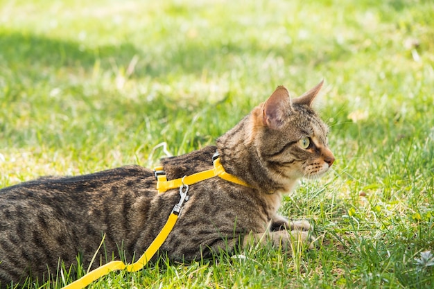 Passeando com um gato doméstico em um arnês amarelo O gato malhado tem medo de se esconder na grama verde com cautela e curiosidade Ensinando seu animal de estimação a andar