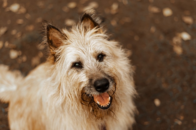 Passear com os cães. Cão de um abrigo de animais. Terrier cachorro de cabelos compridos para passear no parque. Pet care, saúde animal de estimação.