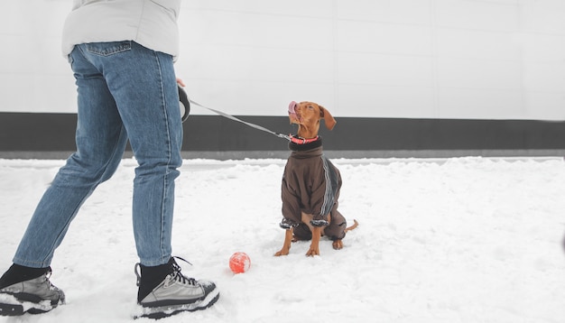 Passeio de inverno com um cachorro. uma menina e um cachorro usando um vestido de cachorrinho no inverno nevado