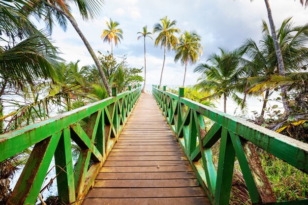 Passeio de tábuas de madeira em uma praia tropical na costa rica, américa central