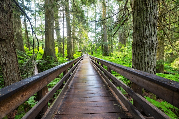 Passeio de tábuas de madeira na floresta