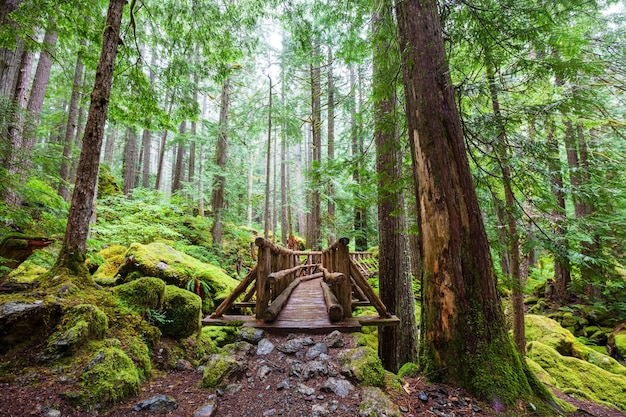 Passeio de tábuas de madeira na floresta