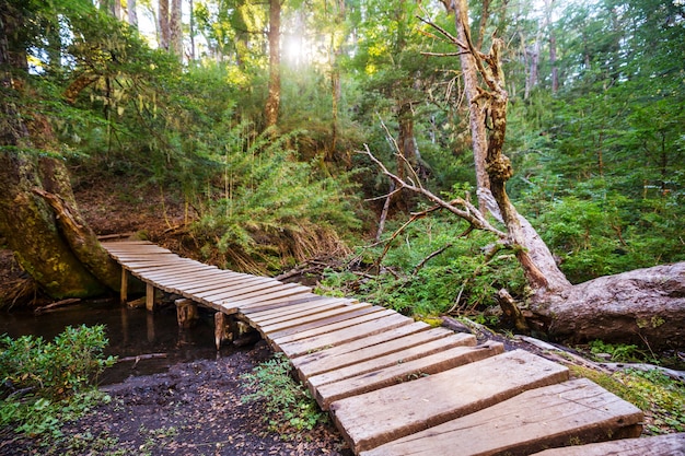 Passeio de tábuas de madeira na floresta