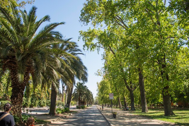 passeio em parque arborizado com muita tranquilidade e natureza a céu aberto em um lindo dia de sol árvores centenárias