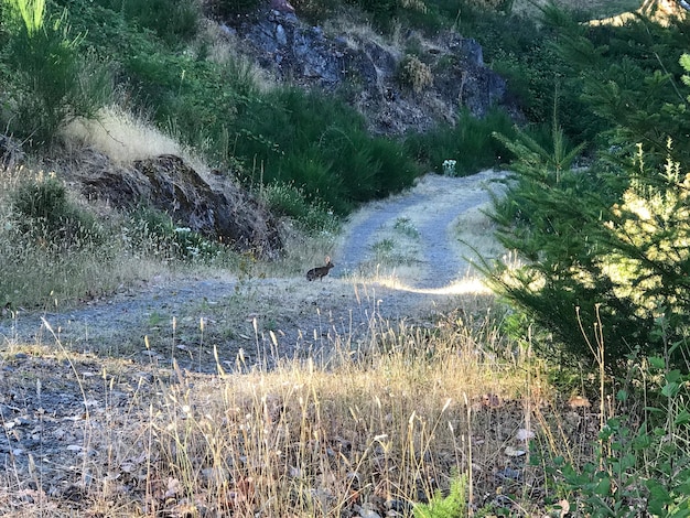 Passeio entre plantas na floresta