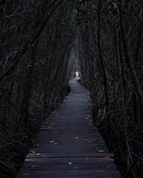 Foto passeio estreito ao longo de árvores nuas na floresta