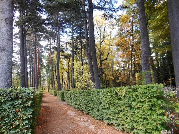 Foto passeio romântico entre folhas secas no outono