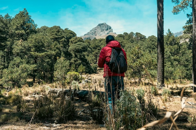 Passeio tranquilo na floresta