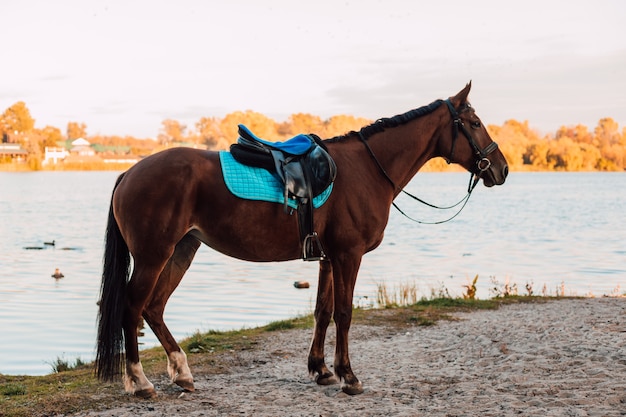 Passeios a cavalo no outono