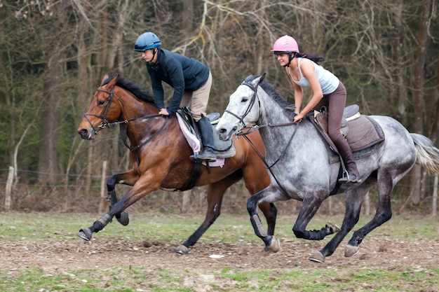 Passeios a cavalo perto de ashurst wood west sussex