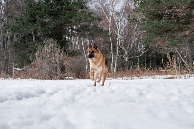 Passeios ativos com cachorro ao ar livre no dia gelado de inverno