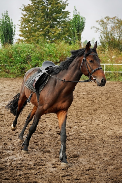 Passeios de arreios para cavalos na pista de corrida.