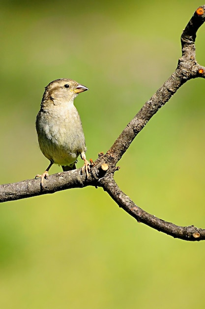 Passer domesticus - O pardal-doméstico é uma espécie de ave passeriforme da família Passeridae.