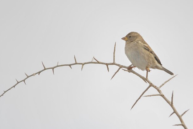 Passer hispaniolensis - Der Maurische Spatz ist eine Sperlingsvogelart aus der Familie der Sperlingsvögel