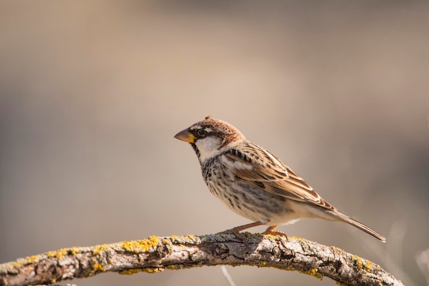 Passer hispaniolensis - El gorrión moro es una especie de ave paseriforme de la familia Passeridae