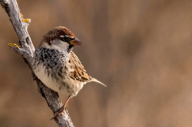 Passer hispaniolensis - El gorrión moro es una especie de ave paseriforme de la familia Passeridae