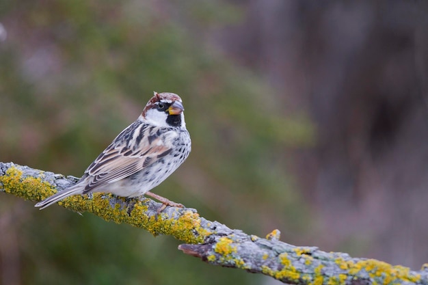 Passer hispaniolensis - El gorrión moro es una especie de ave paseriforme de la familia Passeridae