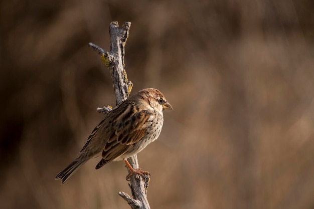 Passer hispaniolensis - O pardal mouro é uma espécie de ave passeriforme da família Passeridae