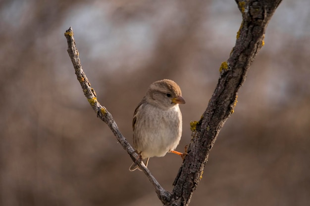 Passer hispaniolensis - O pardal mouro é uma espécie de ave passeriforme da família Passeridae