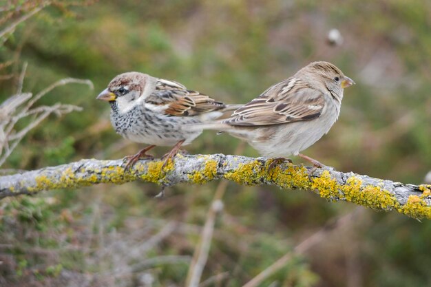 Passer hispaniolensis - O pardal mouro é uma espécie de ave passeriforme da família Passeridae