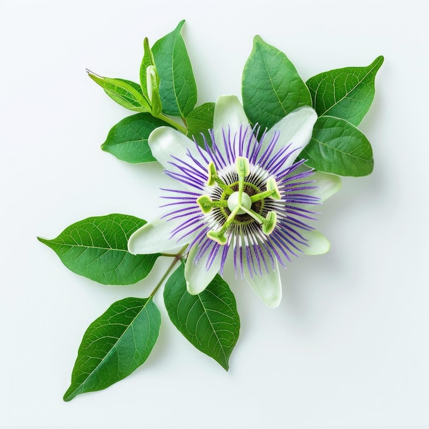 Passiflora-Blume mit isolierten Blättern auf weißem Hintergrund