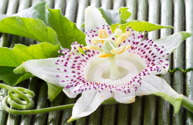 Passiflora-Blumenfrucht der Leidenschaft auf hölzernem Hintergrund