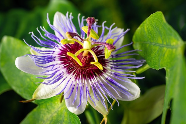 Passiflora caerulea Blumennahaufnahme