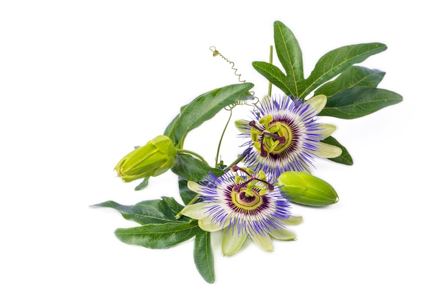 Passiflora incarnata auf dem weißen Hintergrund