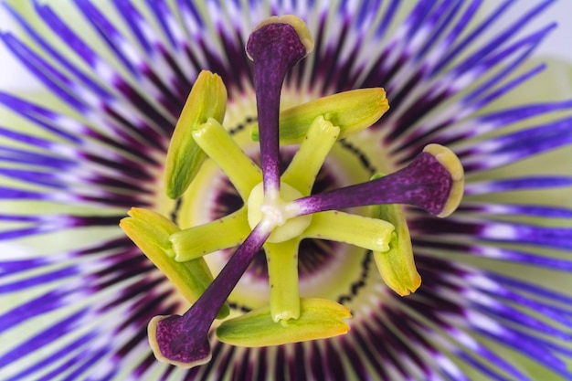 Foto passiflora passiflora close-up grande e linda flor