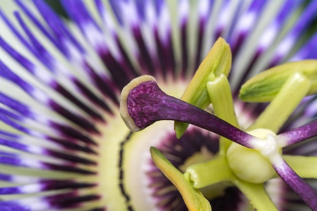 Passiflora passiflora close-up Grande e linda flor