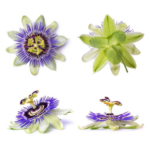 Passiflora Passionsblume isoliert auf weißem Hintergrund Große schöne Blume