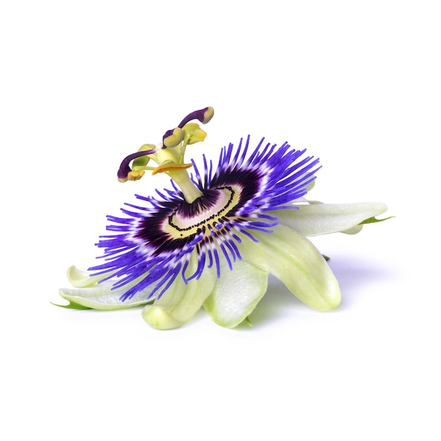 Passiflora Passionsblume isoliert auf weißem Hintergrund Große schöne Blume