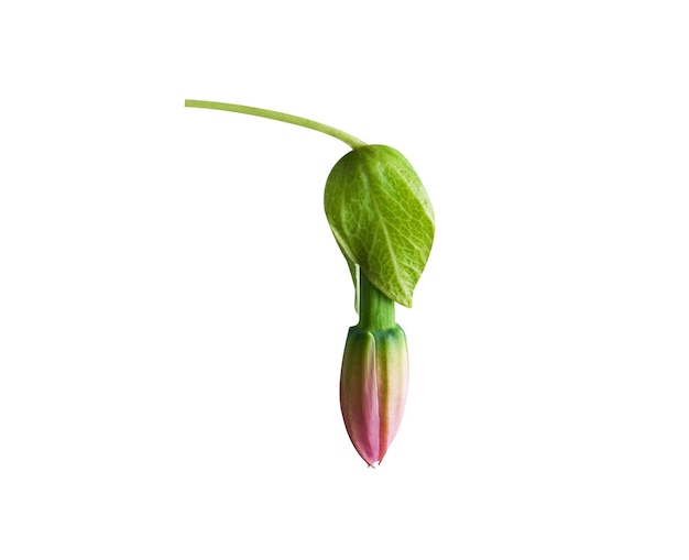 Foto passiflora tarminiana o curuba es una fruta comestible y se utiliza en varios procesos alimenticios