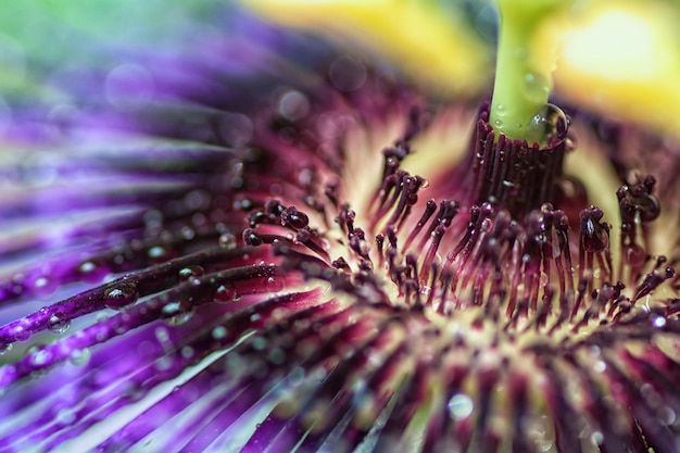 Passiflora Violetta Passiflora brilhante grande com gotas de água Macro shot